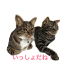 mocamugi（個別スタンプ：21）