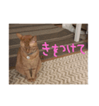 nyari.2（個別スタンプ：2）