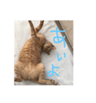 nyari.2（個別スタンプ：10）