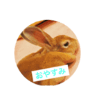 ウサギのミニレッキスのレイアちゃん①（個別スタンプ：3）