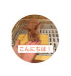 ウサギのミニレッキスのレイアちゃん①（個別スタンプ：4）