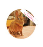 ウサギのミニレッキスのレイアちゃん①（個別スタンプ：7）