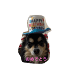わんわんわんスタンプ（個別スタンプ：1）