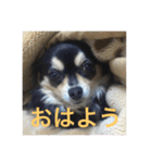 わんわんわんスタンプ（個別スタンプ：2）