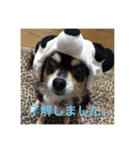 わんわんわんスタンプ（個別スタンプ：4）