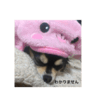 わんわんわんスタンプ（個別スタンプ：5）