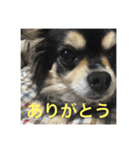 わんわんわんスタンプ（個別スタンプ：7）
