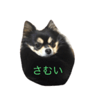 わんわんわんスタンプ（個別スタンプ：16）