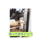 kotaro.kimerumoiruyo（個別スタンプ：4）