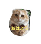 みるばにsisters（個別スタンプ：1）