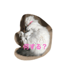 みるばにsisters（個別スタンプ：3）
