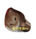 みるばにsisters（個別スタンプ：5）