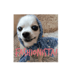 dog life with girl（個別スタンプ：1）