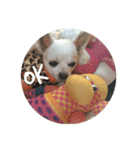dog life with girl（個別スタンプ：6）