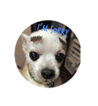 dog life with girl（個別スタンプ：7）