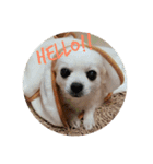 dog life with girl（個別スタンプ：10）