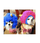 dog life with girl（個別スタンプ：11）