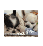 dog life with girl（個別スタンプ：14）