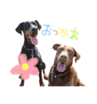 うちの大型犬（個別スタンプ：36）