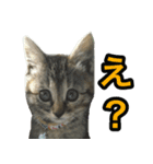 ねこふぉと（個別スタンプ：1）
