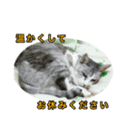 ねこふぉと（個別スタンプ：3）