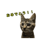 ねこふぉと（個別スタンプ：4）