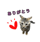 ねこふぉと（個別スタンプ：5）