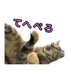 ねこふぉと（個別スタンプ：6）
