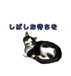 ねこふぉと（個別スタンプ：8）