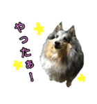 ねこふぉと（個別スタンプ：9）