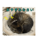 ねこふぉと（個別スタンプ：11）
