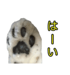 ねこふぉと（個別スタンプ：12）
