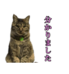 ねこふぉと（個別スタンプ：13）