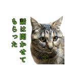 ねこふぉと（個別スタンプ：14）