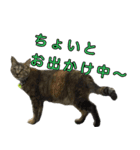 ねこふぉと（個別スタンプ：15）