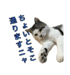 ねこふぉと（個別スタンプ：16）