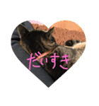 ステラとにゃん（個別スタンプ：6）