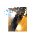ステラとにゃん（個別スタンプ：7）