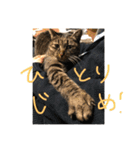 ステラとにゃん（個別スタンプ：11）