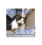 ステラとにゃん（個別スタンプ：16）