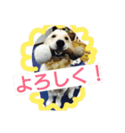 ふうちゃんスタンプ part2（個別スタンプ：10）