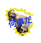 ふうちゃんスタンプ part2（個別スタンプ：12）