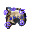 ふうちゃんスタンプ part2（個別スタンプ：14）