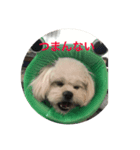 反抗期な犬（個別スタンプ：1）