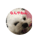 反抗期な犬（個別スタンプ：2）