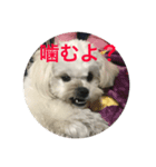 反抗期な犬（個別スタンプ：4）