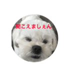 反抗期な犬（個別スタンプ：5）