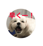 反抗期な犬（個別スタンプ：6）