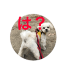 反抗期な犬（個別スタンプ：7）