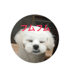 反抗期な犬（個別スタンプ：8）